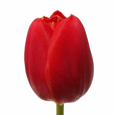 Tulipán EN RED STONE 40cm/50g