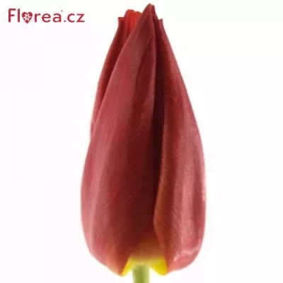 Tulipán EN RED WESTFRISIAN