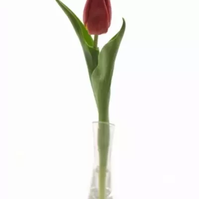 Tulipán EN RED WESTFRISIAN