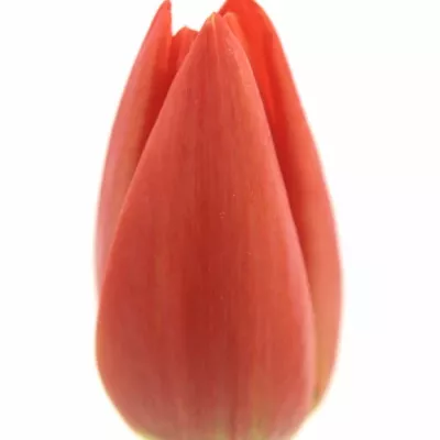 Tulipán EN RENEGADE