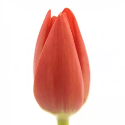 Tulipán EN RENEGADE