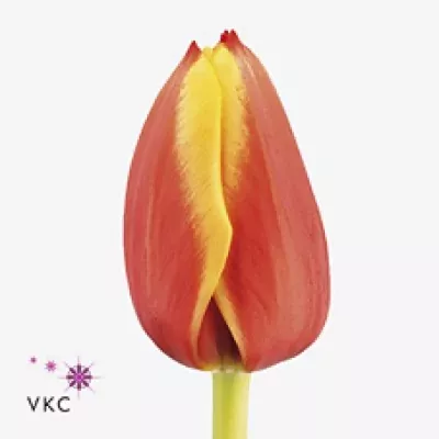 Tulipán EN ROYAL AD REM 40cm/52g