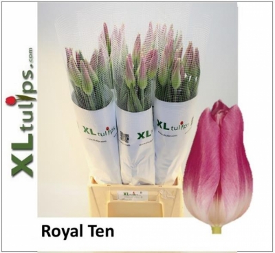 Tulipán EN ROYAL TEN  XL