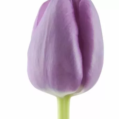 Tulipán EN SAIGON
