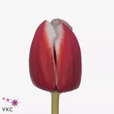 Tulipán EN SAMOA