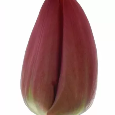 Tulipán EN SEADOV
