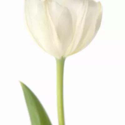 Tulipán EN SILENTIA 42cm/34g