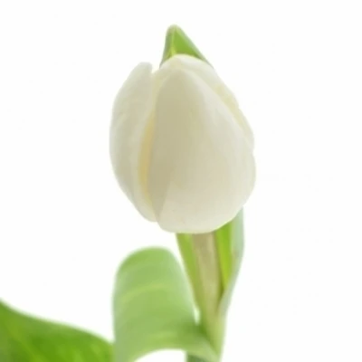 Tulipán EN SILVER DOLLAR