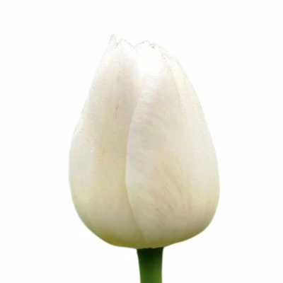 Tulipán EN SILVER DOLLAR 36cm/28g