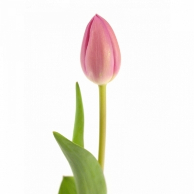 Tulipán EN SISSI 38 cm / 30 g