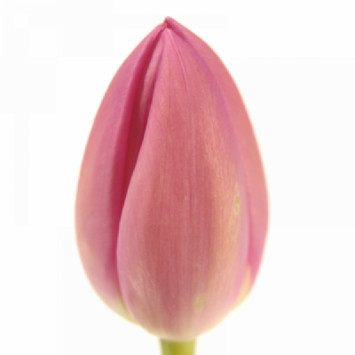 Tulipán EN SISSI 38 cm / 30 g