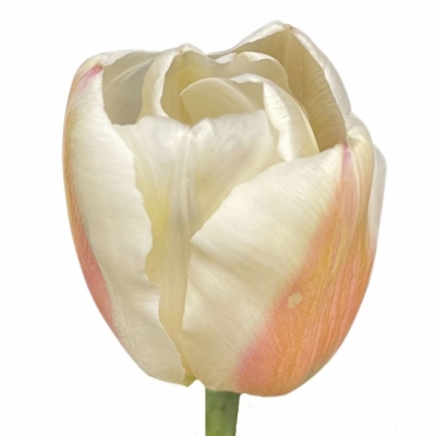 Tulipán EN SNOWHILL 38 cm / 30 g