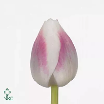 Tulipán EN SOLERO 35cm/35g