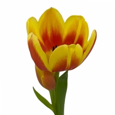 Tulipán EN STAY STRONG