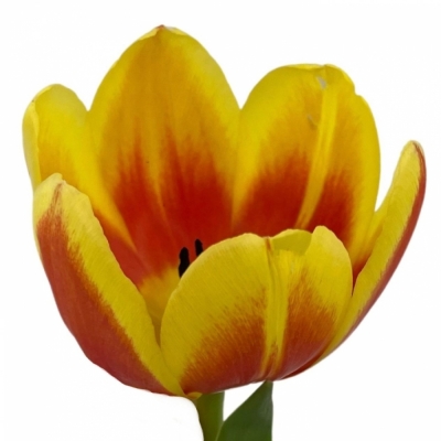 Tulipán EN STAY STRONG 38cm/30g