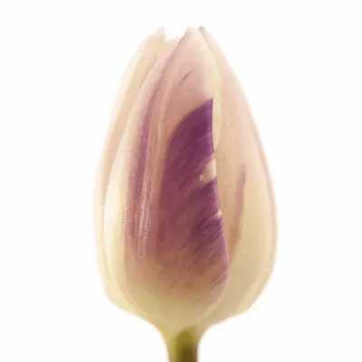 Tulipán EN STRIPED FLAG 34cm/26g