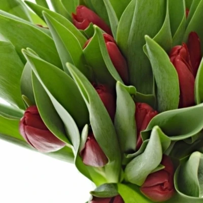 Tulipán EN STRONG DESIGN