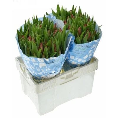 Tulipán EN STRONG DESIGN