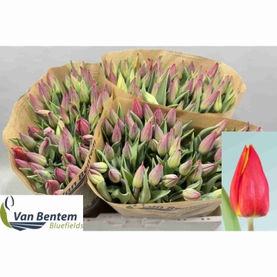 Tulipán EN STRONG ENERGY
