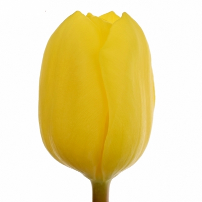 Tulipán EN STRONG GOLD 40cm/30g