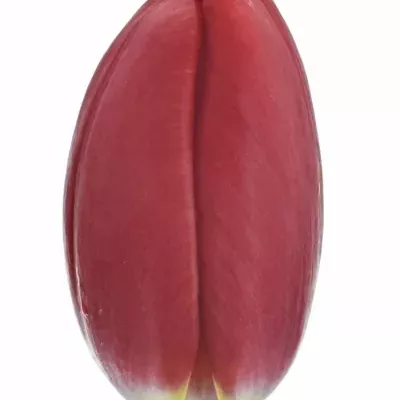 Tulipán EN STRONG LOVE 40cm / 30g