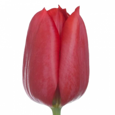 Tulipán EN STRONG LOVE 42cm/42g