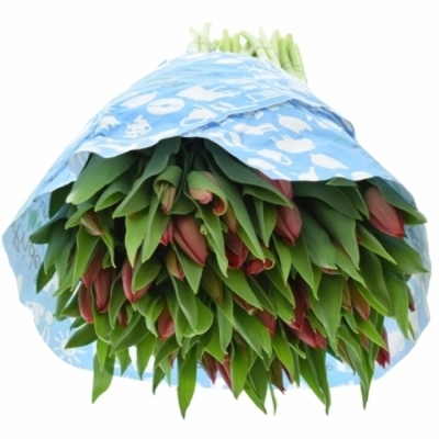 Tulipán EN STRONG LOVE 40cm / 30g
