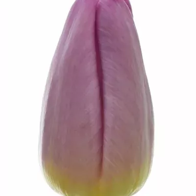 Tulipán EN SUGAR PRINCE 35cm/23g