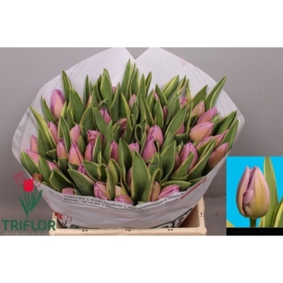 Tulipán EN SUMMER BREEZE 40 cm / 42 g