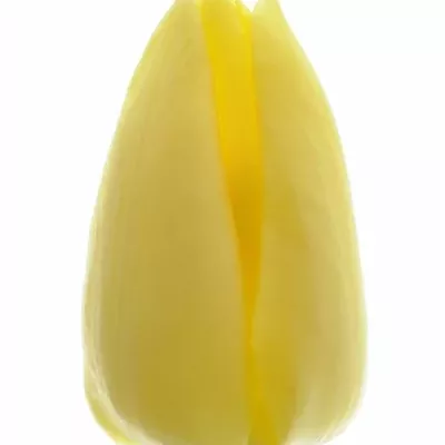 Tulipán EN SUNNY PRINCE 