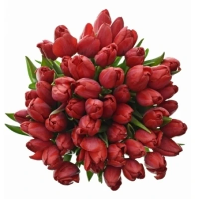 Tulipán EN SURRENDER