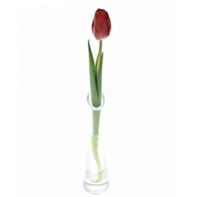 Tulipán EN SURRENDER