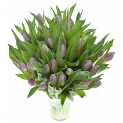 Tulipán EN SWEET BREEZE