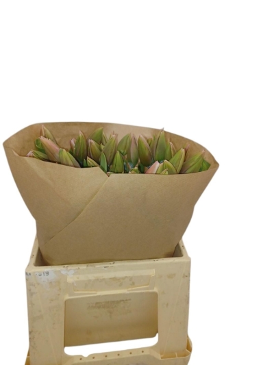 Tulipán EN SWEET BREEZE