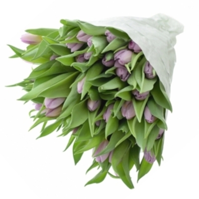 Tulipán EN SWEET BREEZE