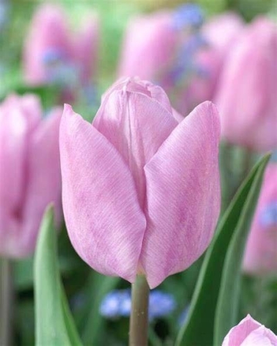 Tulipán EN SWEET BREEZE 42 cm / 42 g