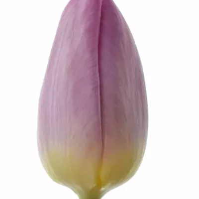 Tulipán EN SWEET PRINCE