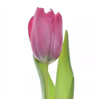 Tulipán EN SWEET ROSY 25g