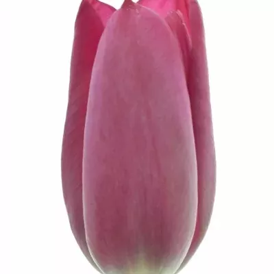 Tulipán EN SWEET ROSY 40cm/35g