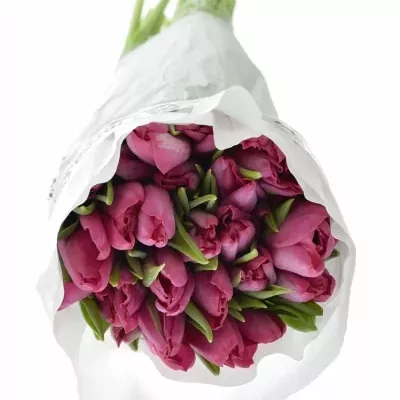 Tulipán EN SWEET ROSY 25g