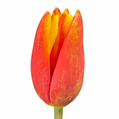 Tulipán EN TARZAN 45cm/34g