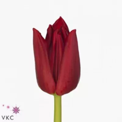 Tulipán EN THE BOSS 36cm/43g