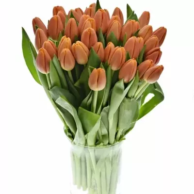 Tulipán EN TIME OUT 38cm/56g