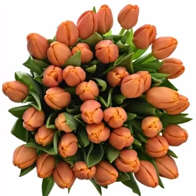 Tulipán EN TIME OUT 38cm/56g