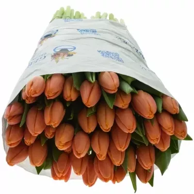 Tulipán EN TIME OUT 38cm/56g