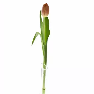 Tulipán EN TIME OUT 38cm/56g