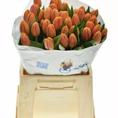 Tulipán EN TIME OUT 38cm/56g