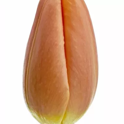 Tulipán EN TIME OUT 40cm/28g