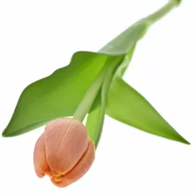 Tulipán EN TIME OUT 38cm/56g