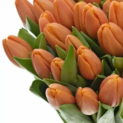 Tulipán EN TIME OUT 38cm/56g